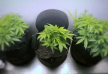 General Cannabis Growing Company Goals