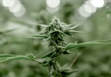 Benefits You Can Gain From CBG